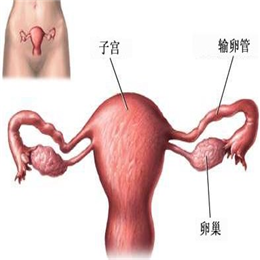 卵巢肿有哪些分类