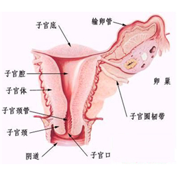 引起功血的原因有哪些呢