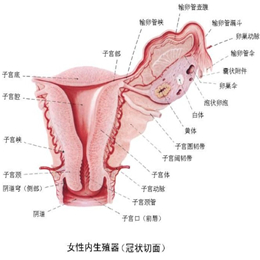 子宫内膜的早期症状